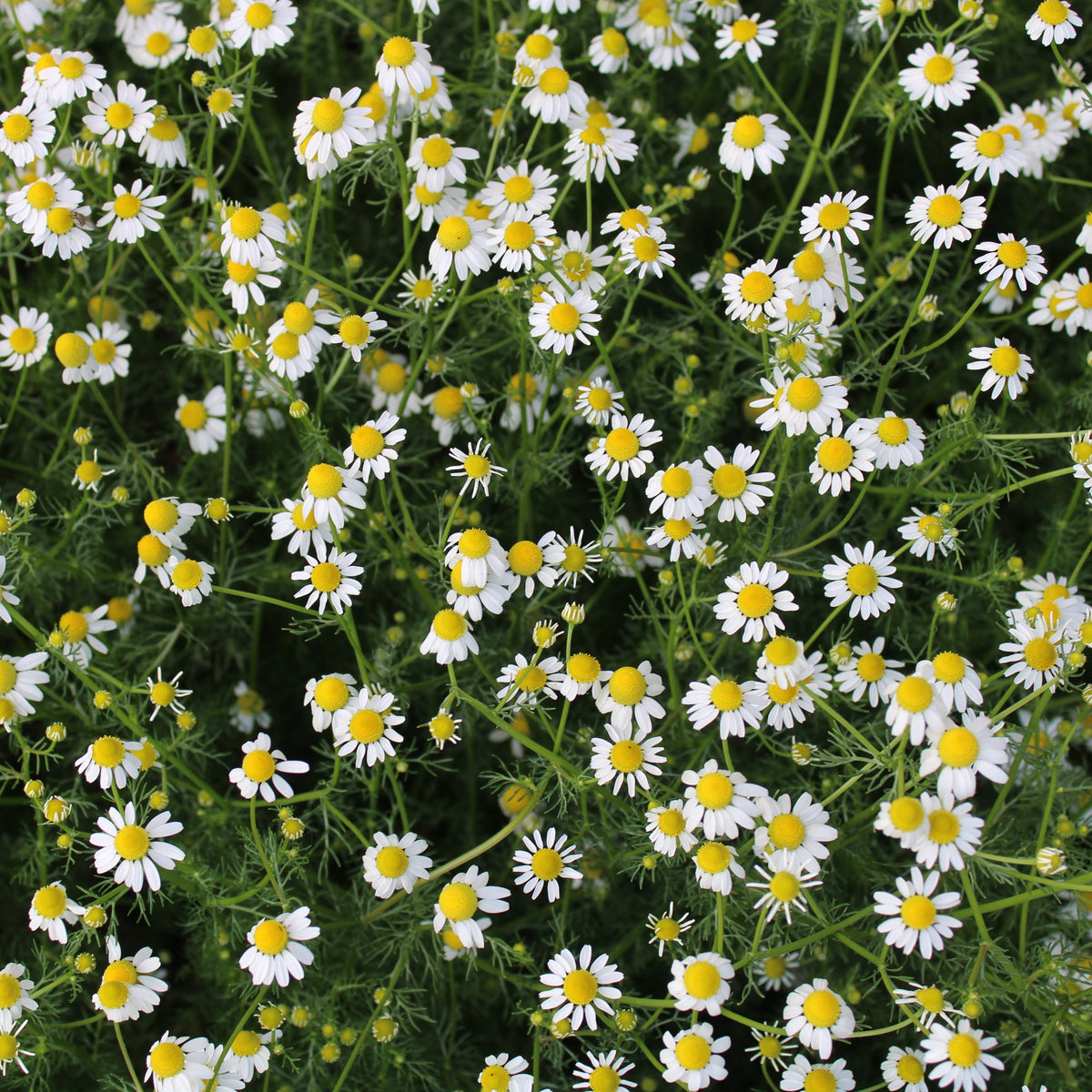 Chamomile Roman Flowers Seeds - Perennial, Fragrant Blooms, 305 seeds