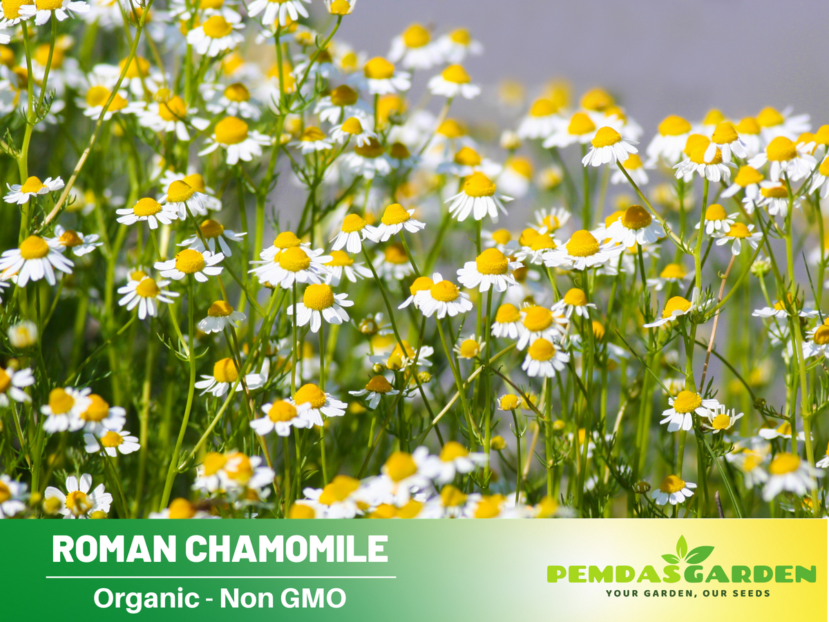 305 Seeds| Chamomile Roman Flowers Seeds-  Herbs Seeds #6026