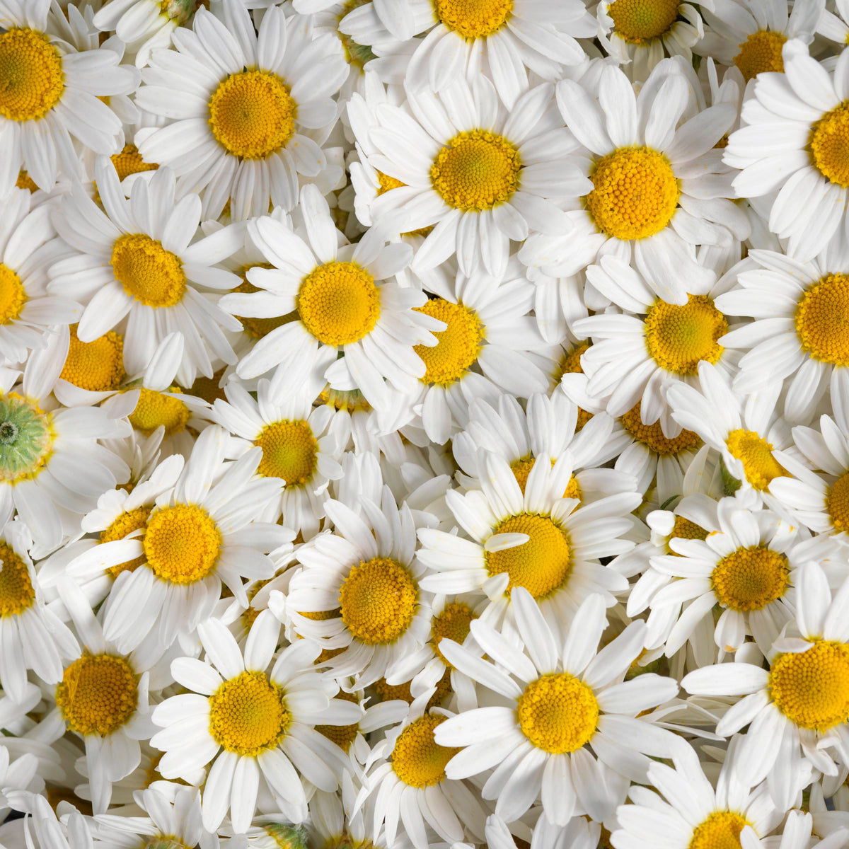 Chamomile Roman Flowers Seeds - Perennial, Fragrant Blooms, 305 seeds