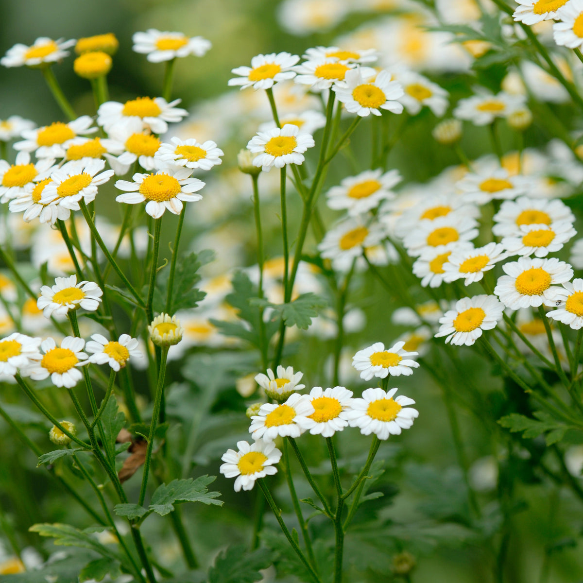 Chamomile Roman Flowers Seeds - Perennial, Fragrant Blooms, 305 seeds