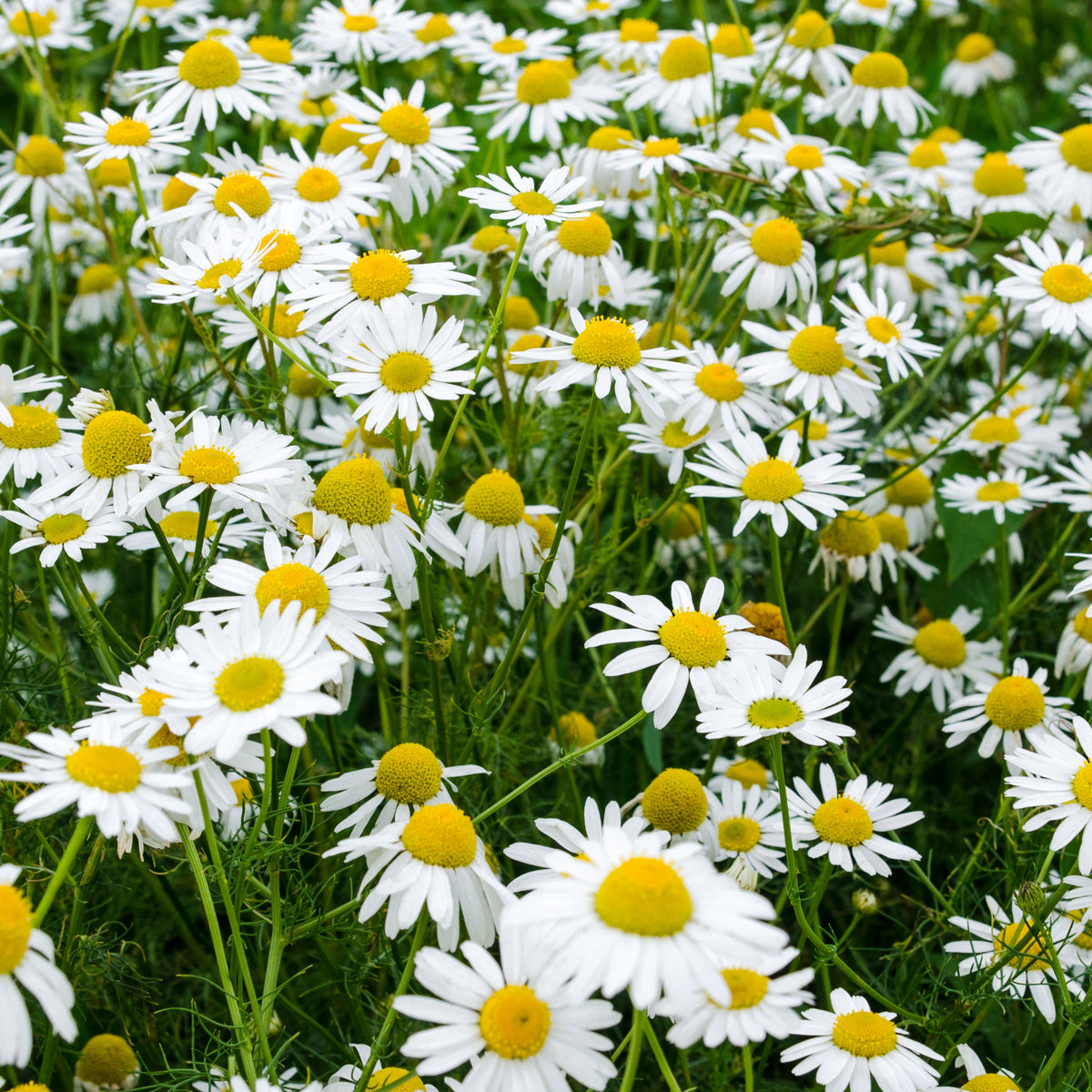 Chamomile Roman Flowers Seeds - Perennial, Fragrant Blooms, 305 seeds