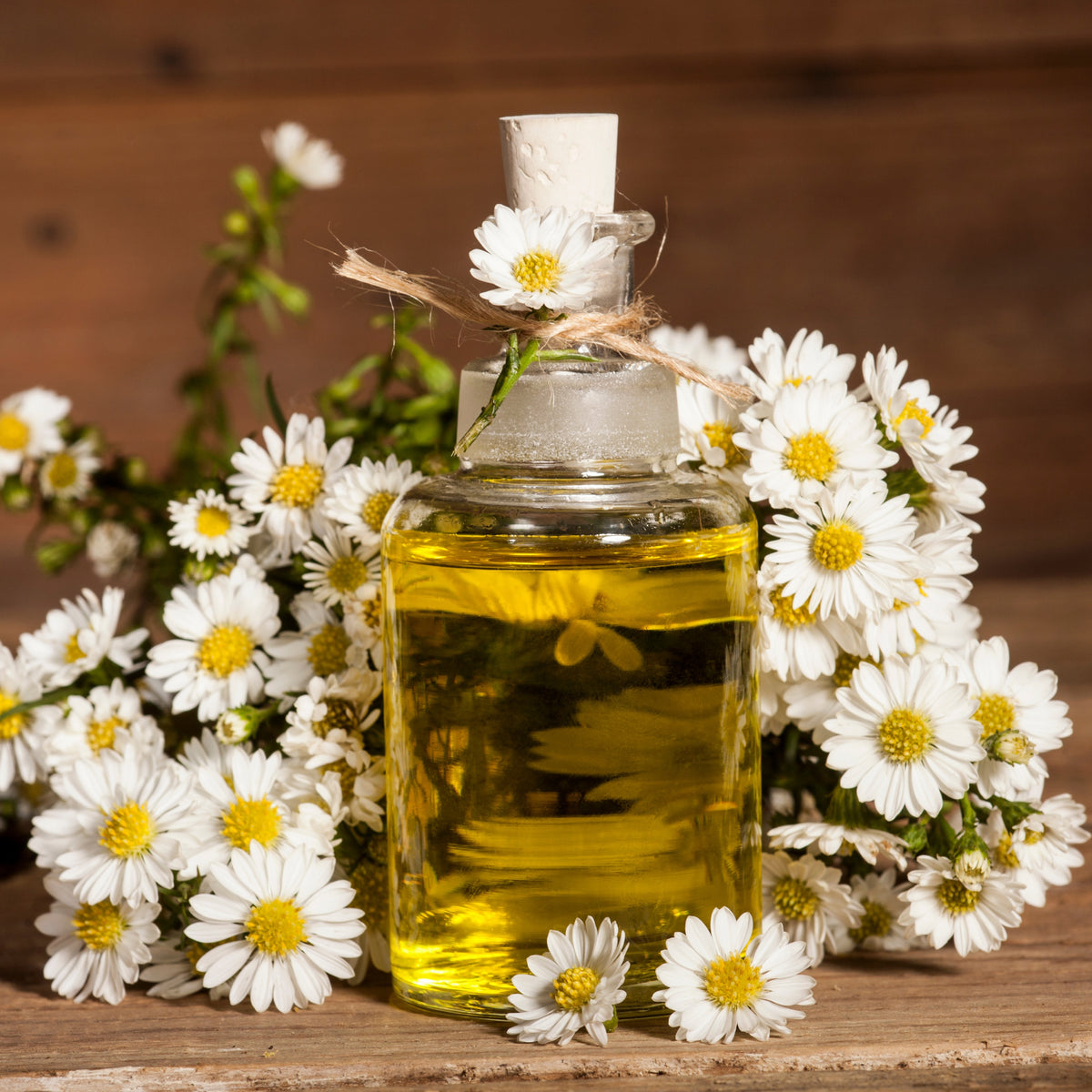 Chamomile Roman Flower Seeds - Perennial Medicinal Herb, 305 seeds