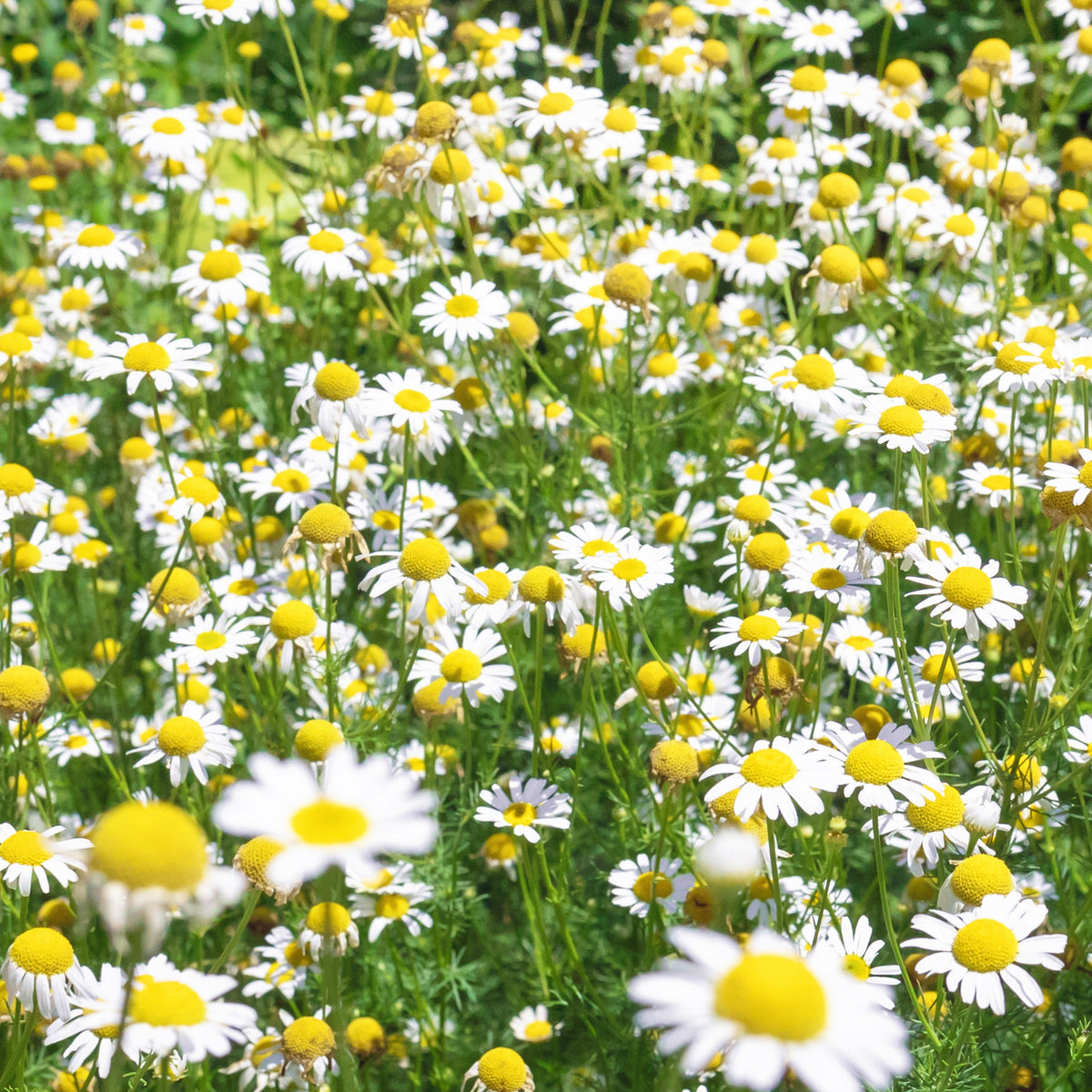 Chamomile Roman Flower Seeds - Perennial Medicinal Herb, 305 seeds