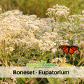 105 Seeds| Boneset Seeds – Eupatorium Herb Seeds #6027, Heirloom, Non-GMO, Hardy Perennial, Clusters of White Flowers, Pollinator Friendly, Easy to Grow, Traditional Medicinal Herb for Herbal and Cottage Gardens