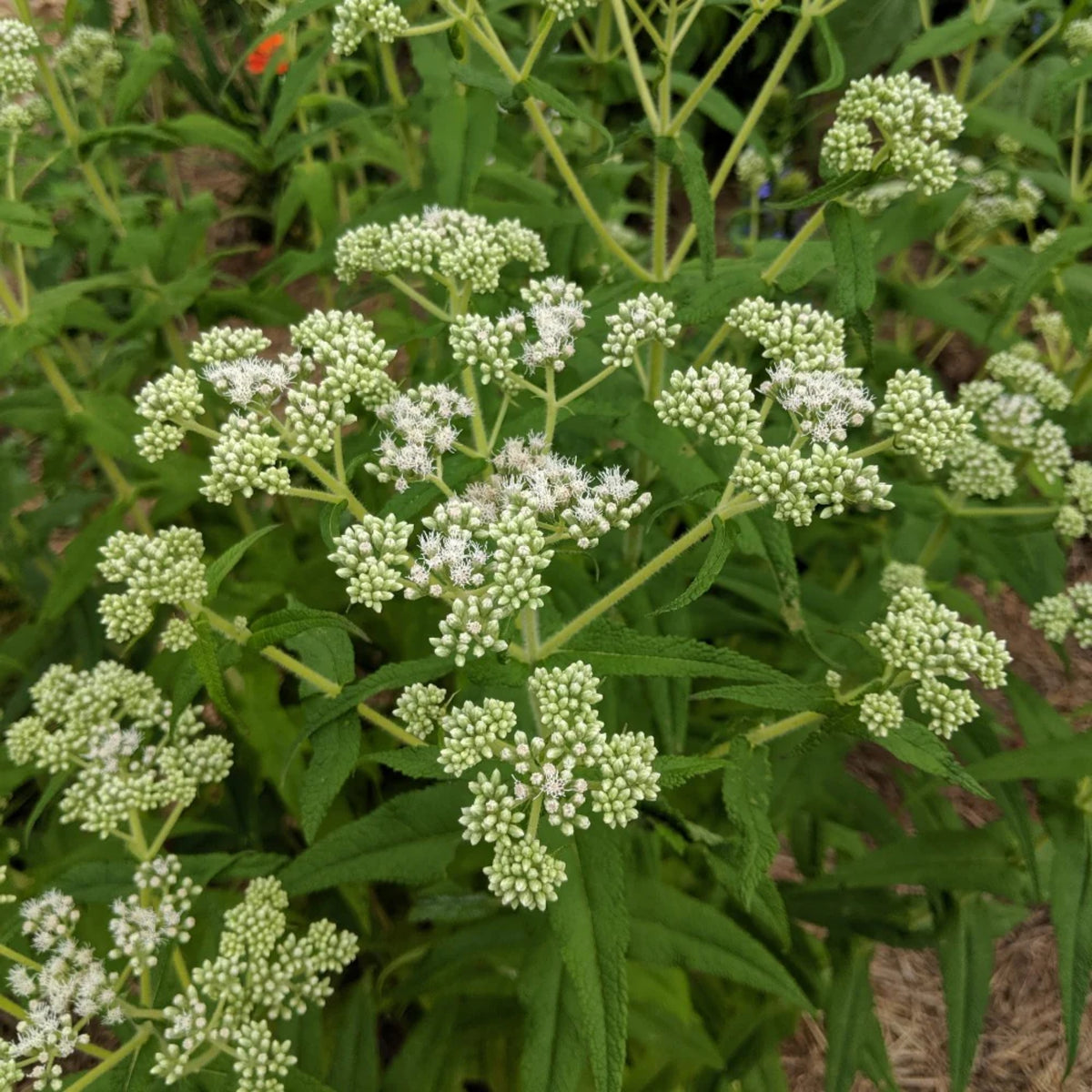 Boneset Seeds - Eupatorium Seeds, Perennial, 105 seeds