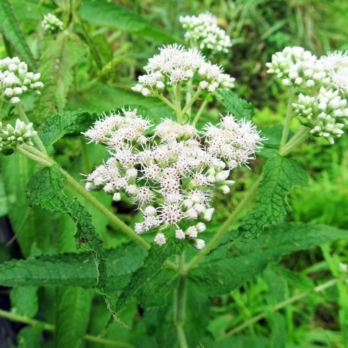 Boneset Seeds - Eupatorium Herb Seeds, Hardy Perennial, 105 seeds