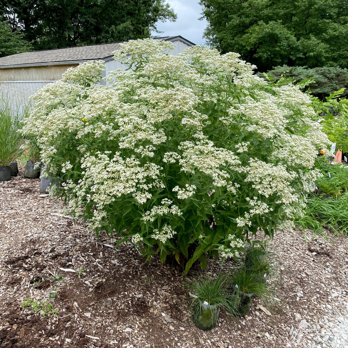Boneset Seeds - Eupatorium Seeds, Perennial, 105 seeds