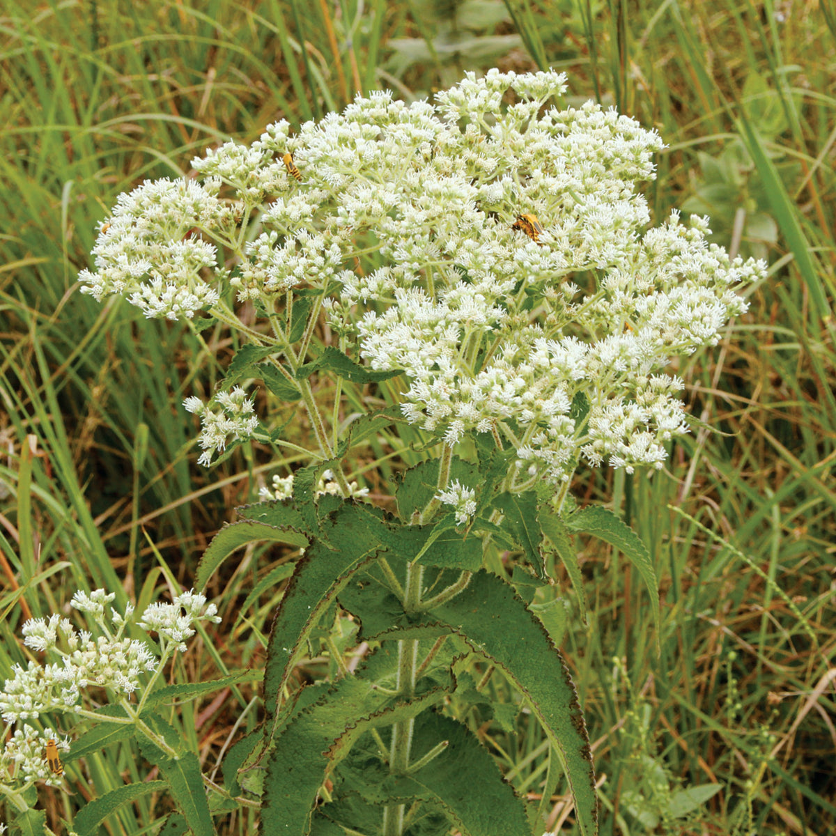 Boneset Seeds - Eupatorium Seeds, Perennial, 105 seeds