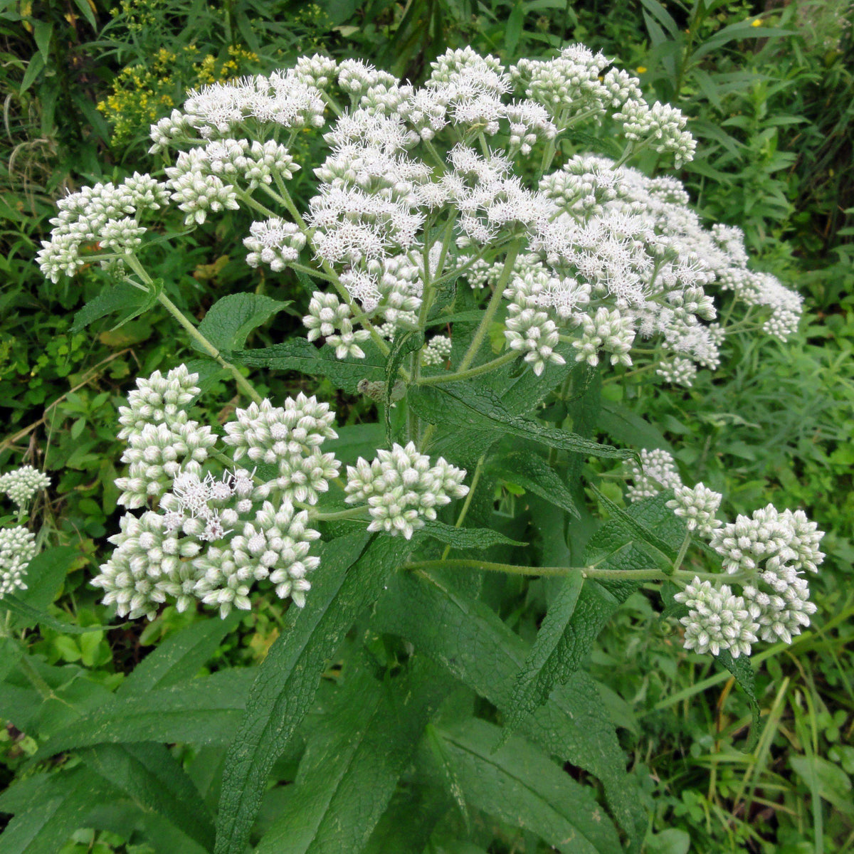 Boneset Seeds - Eupatorium Seeds, Perennial, 105 seeds