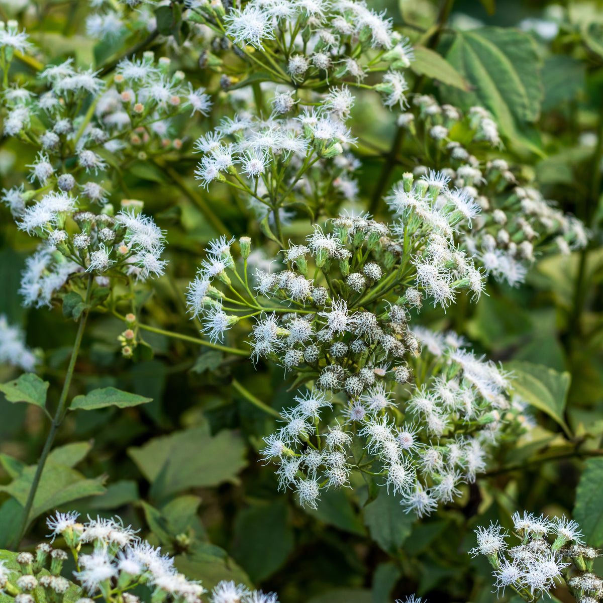 Boneset Seeds - Eupatorium Herb Seeds, Hardy Perennial, 105 seeds