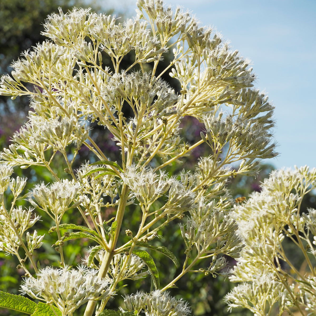 Boneset Seeds - Eupatorium Seeds, Perennial, 105 seeds