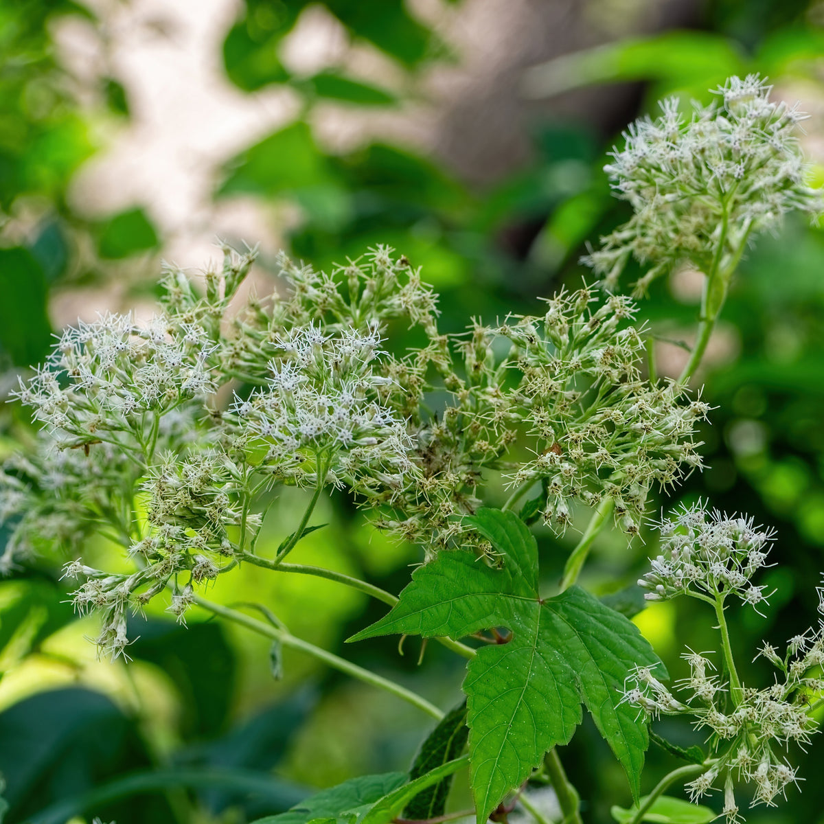 Boneset Seeds - Eupatorium Seeds, Perennial, 105 seeds