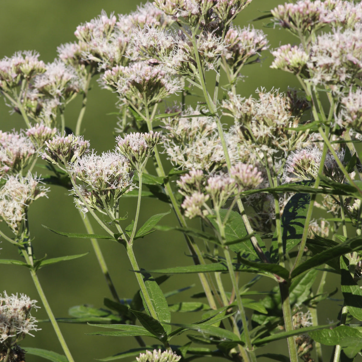 Boneset Seeds - Eupatorium Seeds, Perennial, 105 seeds