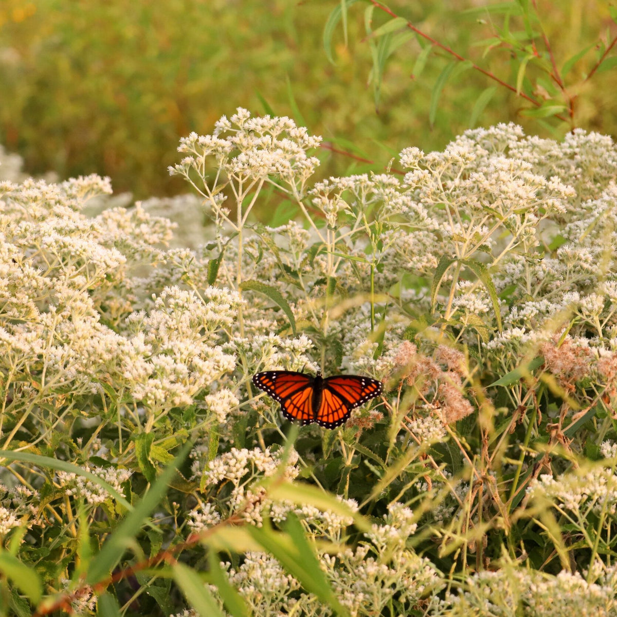 Boneset Seeds - Eupatorium Herb Seeds, Hardy Perennial, 105 seeds