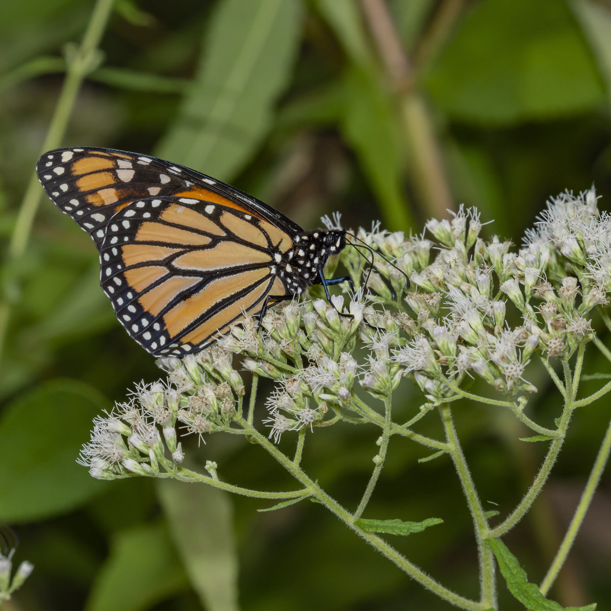 Boneset Seeds - Eupatorium Seeds, Perennial, 105 seeds