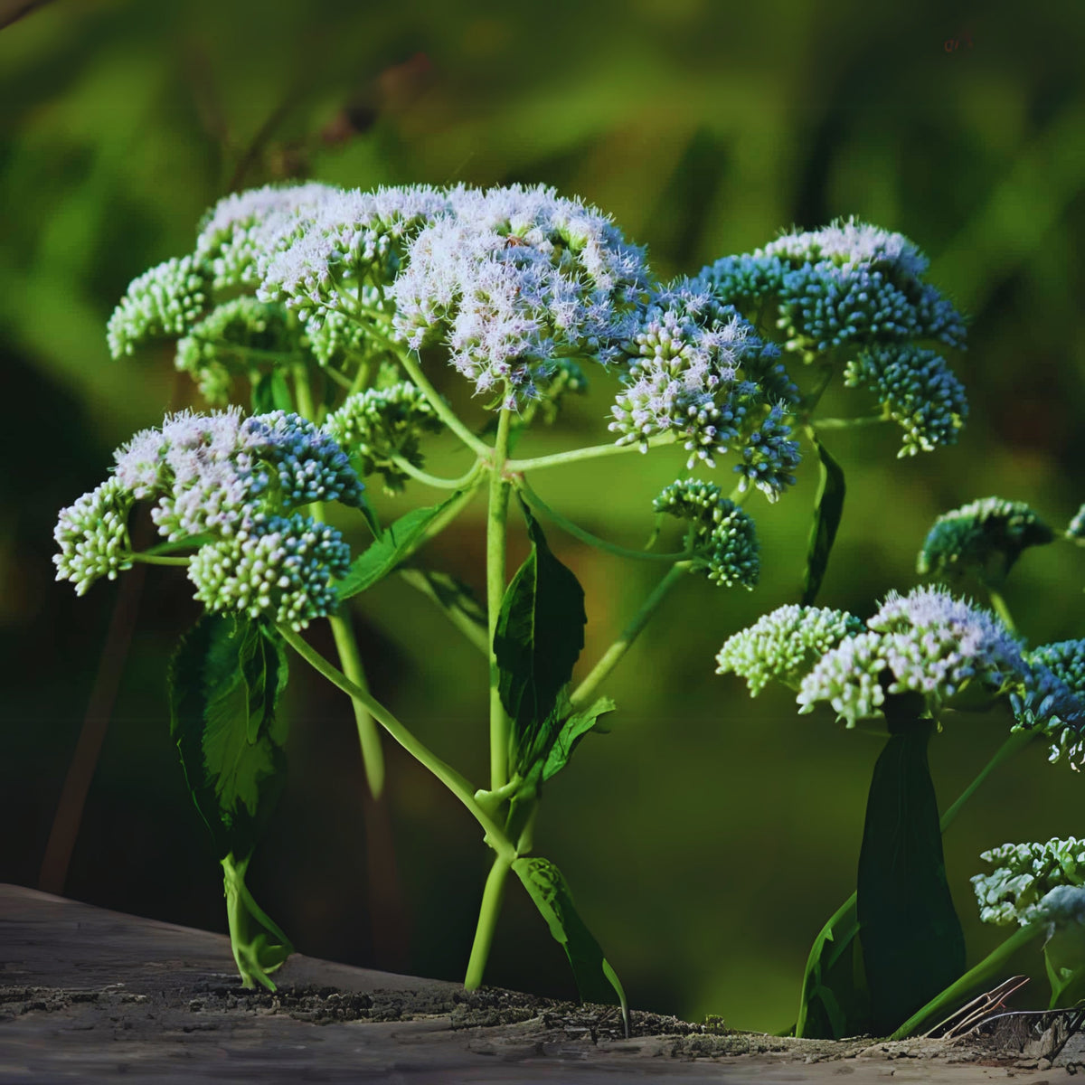 Boneset Seeds - Eupatorium Seeds, Perennial, 105 seeds