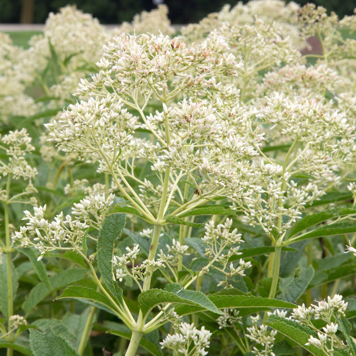 Boneset Seeds - Eupatorium Herb Seeds, Hardy Perennial, 105 seeds