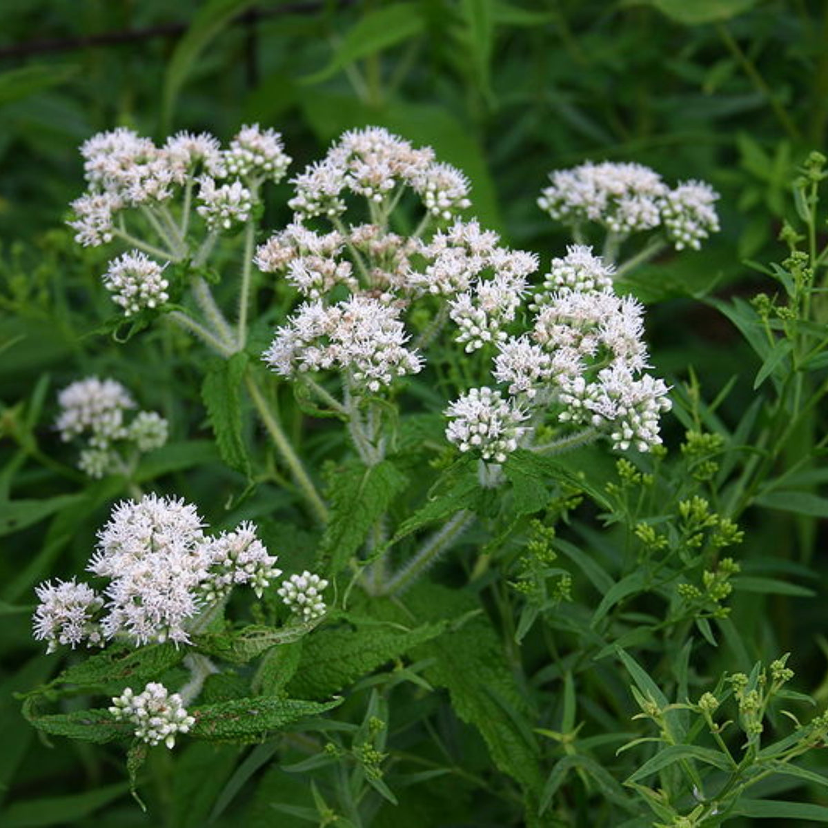 Boneset Seeds - Eupatorium Seeds, Perennial, 105 seeds