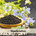 55 Seeds| Black (Charnushska) Cumin Herbs Seeds Heirloom – Non-GMO – Aromatic Spice – Culinary & Herbal – Easy to Grow – Annual – Edible Black Seeds – Baking & Pickling – Pollinator Friendly – Garden to Table#6029