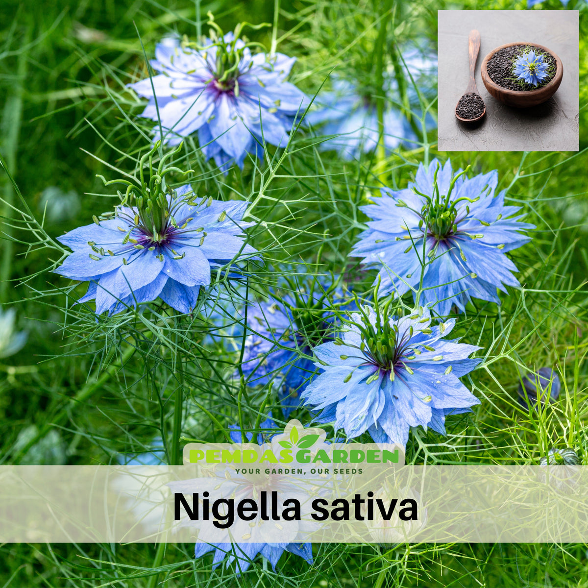 Black Cumin Seeds - Charnushska Nigella Sativa, 55 seeds