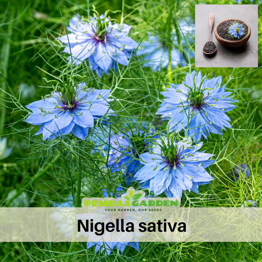 Black Cumin Seeds - Charnushska Nigella Sativa, 55 seeds