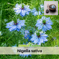 55 Seeds| Black Cumin Seeds – Charnushska Nigella sativa, Heirloom, Non-GMO, Aromatic Herb & Spice, Easy to Grow Annual, Black Seeds for Baking, Curries, Pickling, Traditional Herbal and Kitchen Use#6029