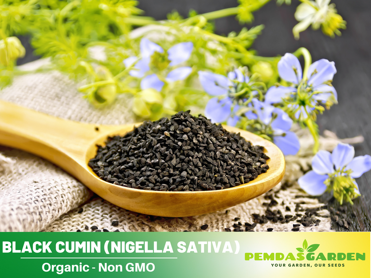 55 Seeds| Black (Charnushska) Cumin  Seeds- Herbs Seeds #6029