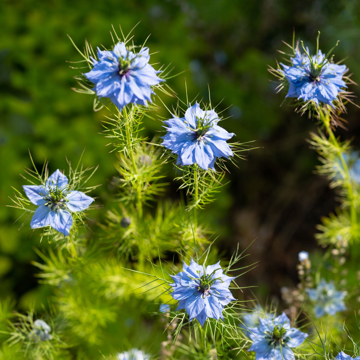 Black (Charnushska) Cumin Herbs Seeds, 55 seeds