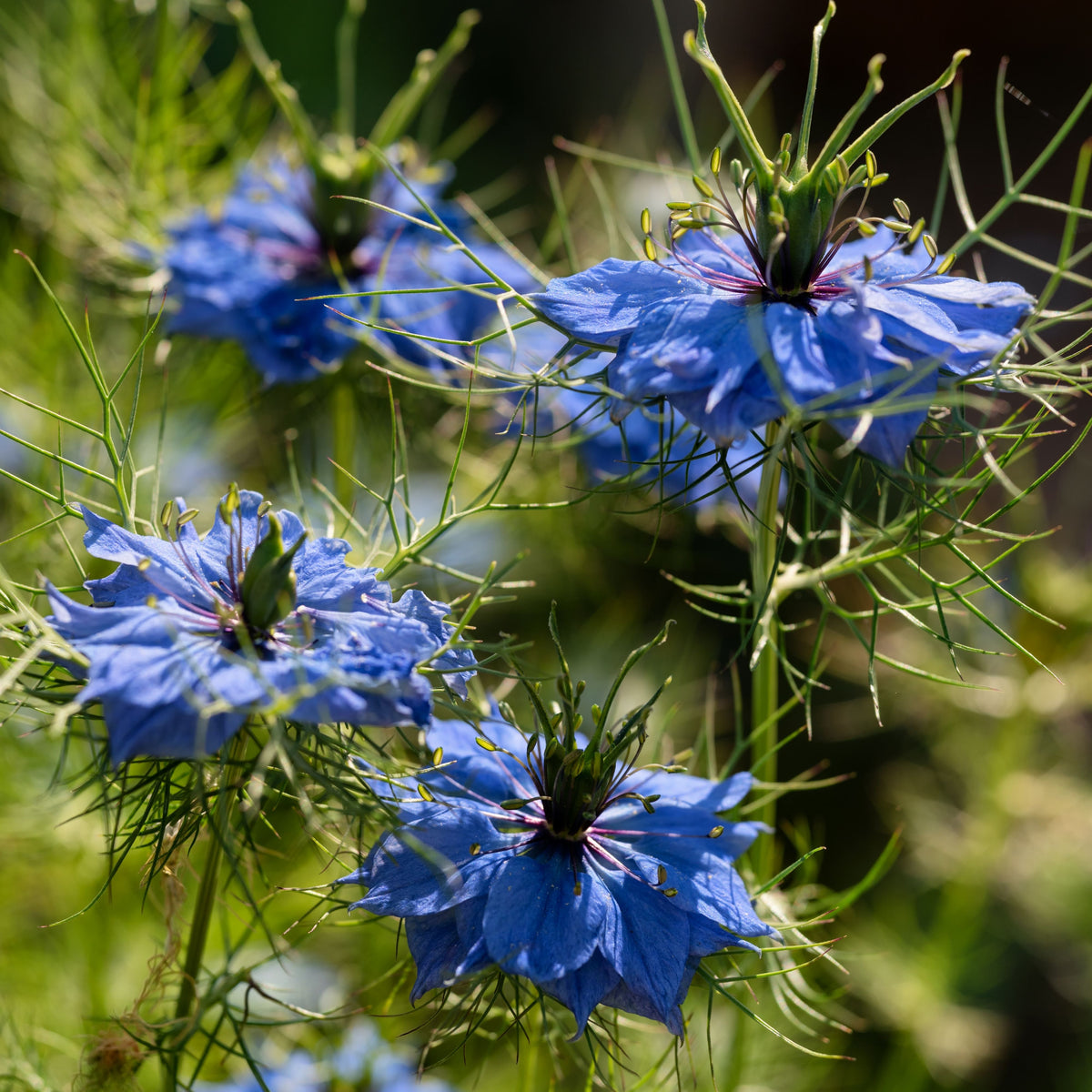 Black (Charnushska) Cumin Herbs Seeds, 55 seeds