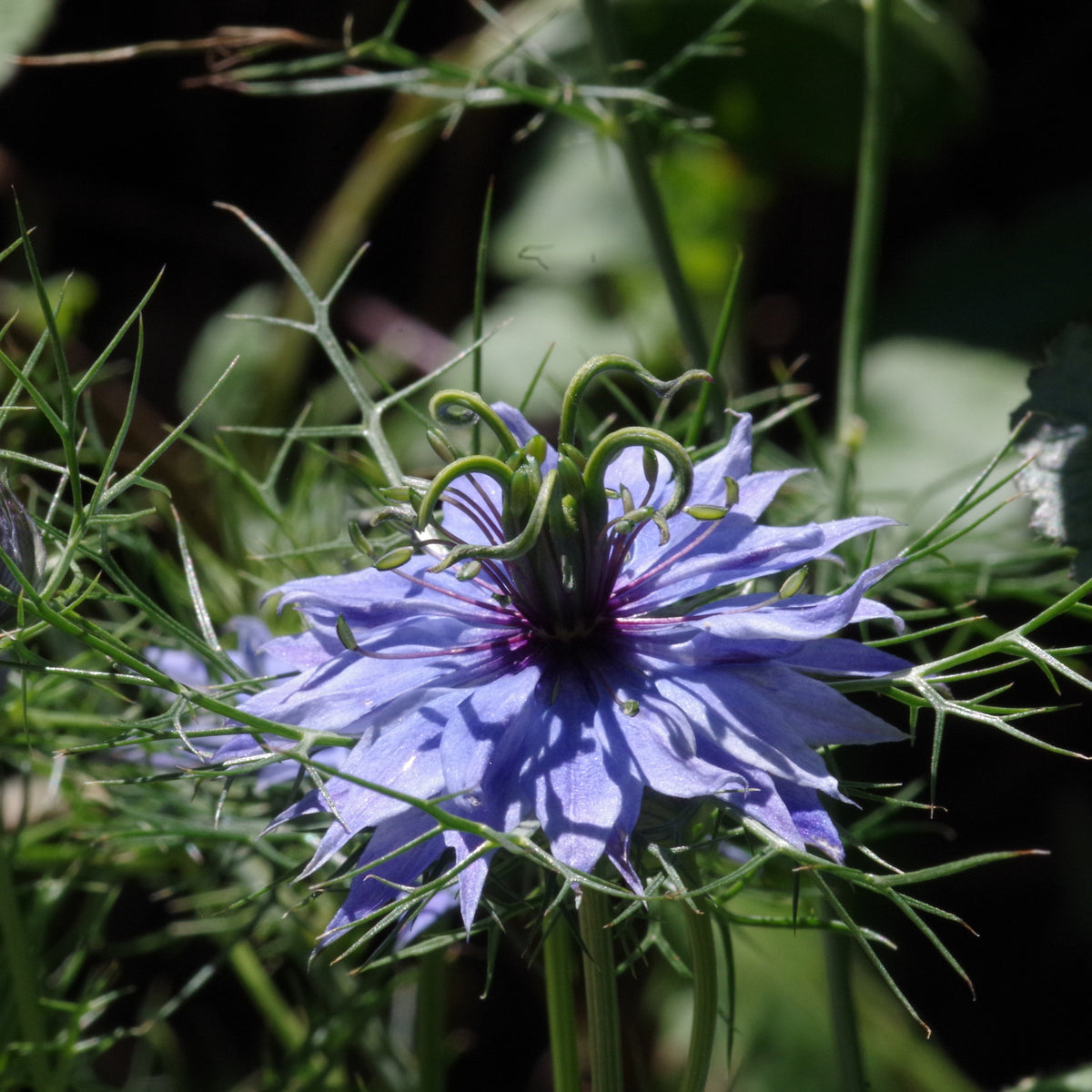Black Cumin Seeds - Charnushska Nigella Sativa, 55 seeds