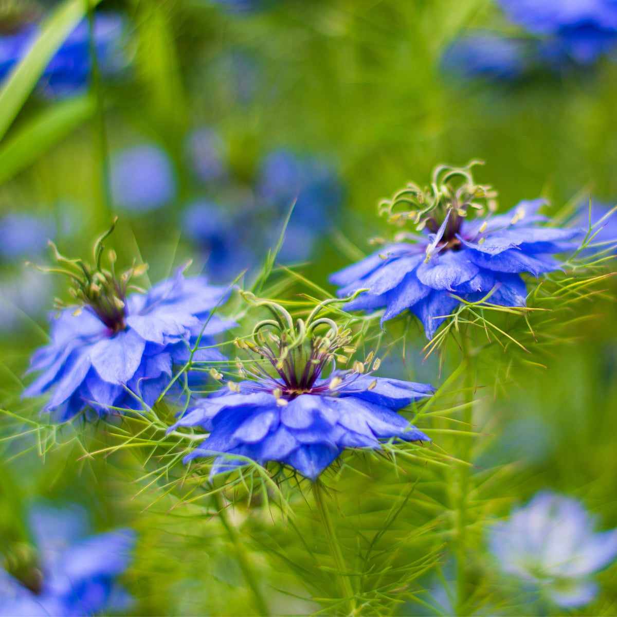 Black Cumin Seeds - Charnushska Nigella Sativa, 55 seeds