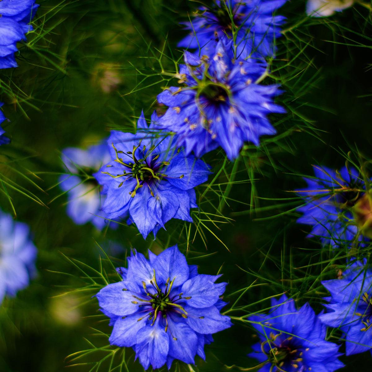 Black (Charnushska) Cumin Herbs Seeds, 55 seeds