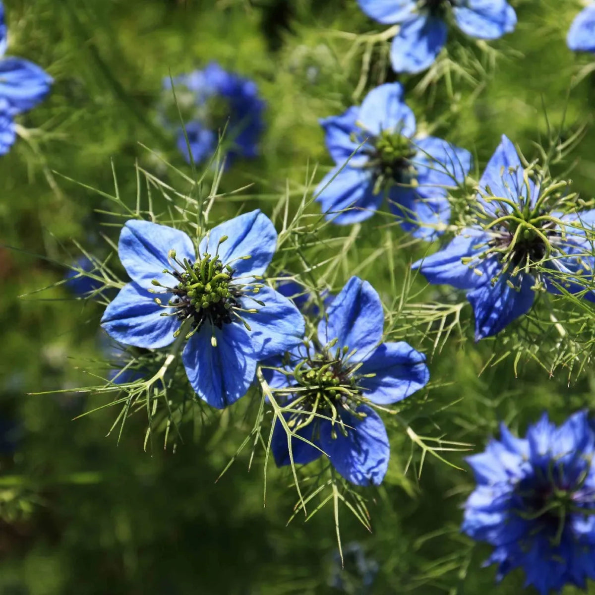 Black (Charnushska) Cumin Herbs Seeds, 55 seeds