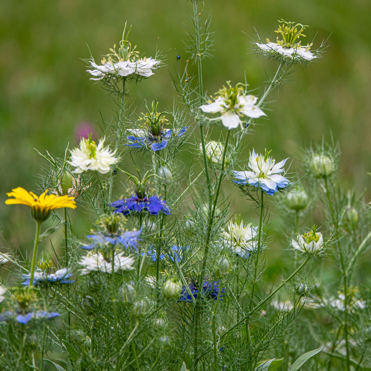 Black (Charnushska) Cumin Herbs Seeds, 55 seeds