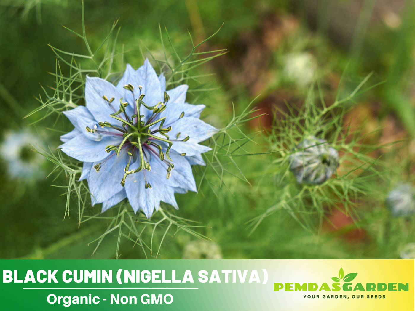 cumin seeds plant photos 55 Seeds| Black Cumin Seeds – Charnushska Nigella sativa, Heirloom, No – PEMDASGARDEN