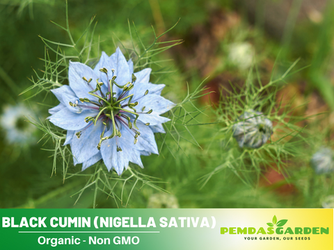 plants with black seeds 55 Seeds| Black Cumin Seeds – Charnushska Nigella sativa, Heirloom, No – PEMDASGARDEN