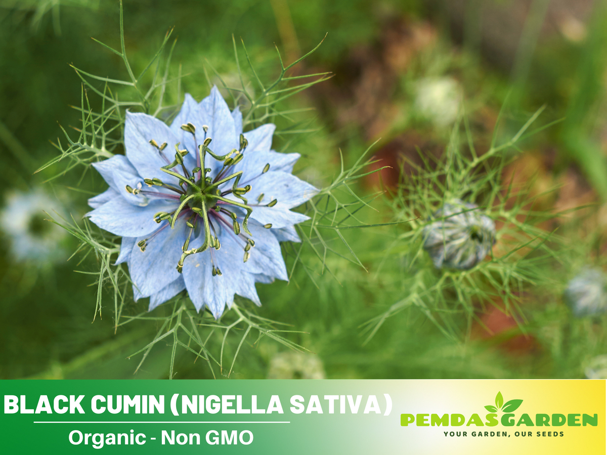 55 Seeds| Black (Charnushska) Cumin Herbs Seeds #6029