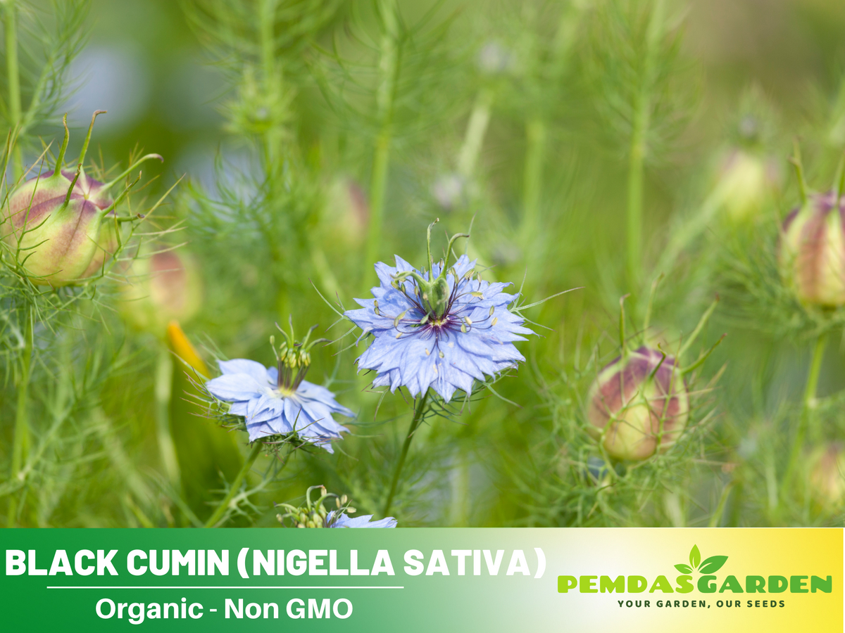 55 Seeds| Black (Charnushska) Cumin Herbs Seeds #6029