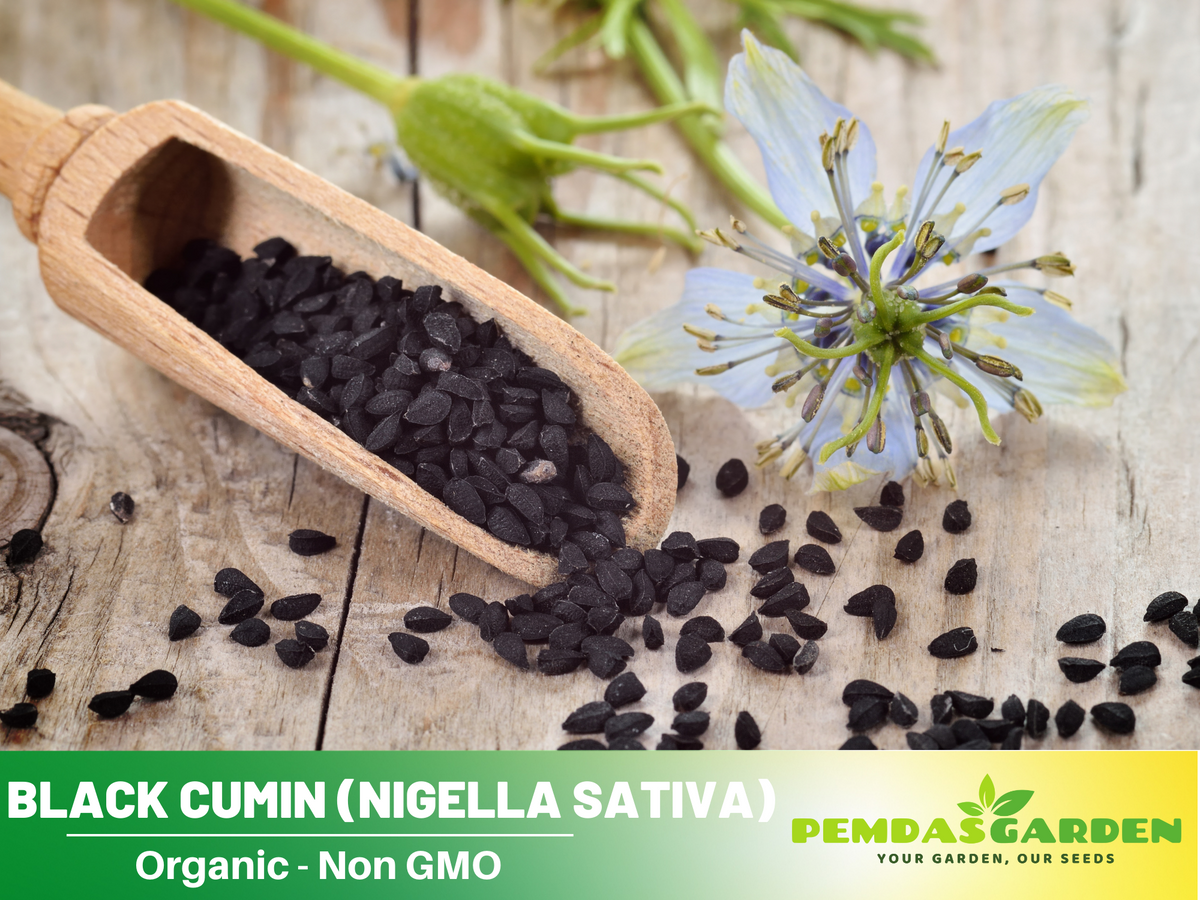 55 Seeds| Black (Charnushska) Cumin Herbs Seeds #6029