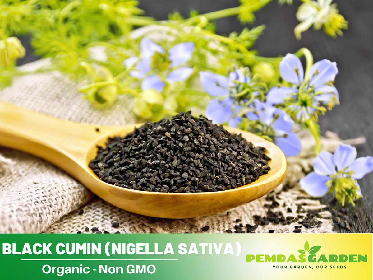 55 Seeds| Black (Charnushska) Cumin Herbs Seeds #6029