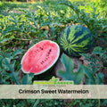 25 Seeds| Crimson Sweet Watermelon Seeds – Heirloom, Non-GMO, Large Round Melons, Sweet Juicy Red Flesh, Striped Green Rind, High Yield, Heat Tolerant, Easy to Grow Summer Garden Fruit for Fresh Eating & Juicing#6031
