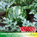 25 Seeds| Crimson Sweet Watermelon Seeds - Heirloom – Non-GMO – Sweet Red Flesh – Large Size – Heat Tolerant – High Yield – Easy to Grow – Summer Favorite – Fresh Eating – Garden to Table#6031