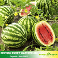 25 Seeds| Crimson Sweet Watermelon Seeds – Heirloom, Non-GMO, Large Round Melons, Sweet Juicy Red Flesh, Striped Green Rind, High Yield, Heat Tolerant, Easy to Grow Summer Garden Fruit for Fresh Eating & Juicing#6031