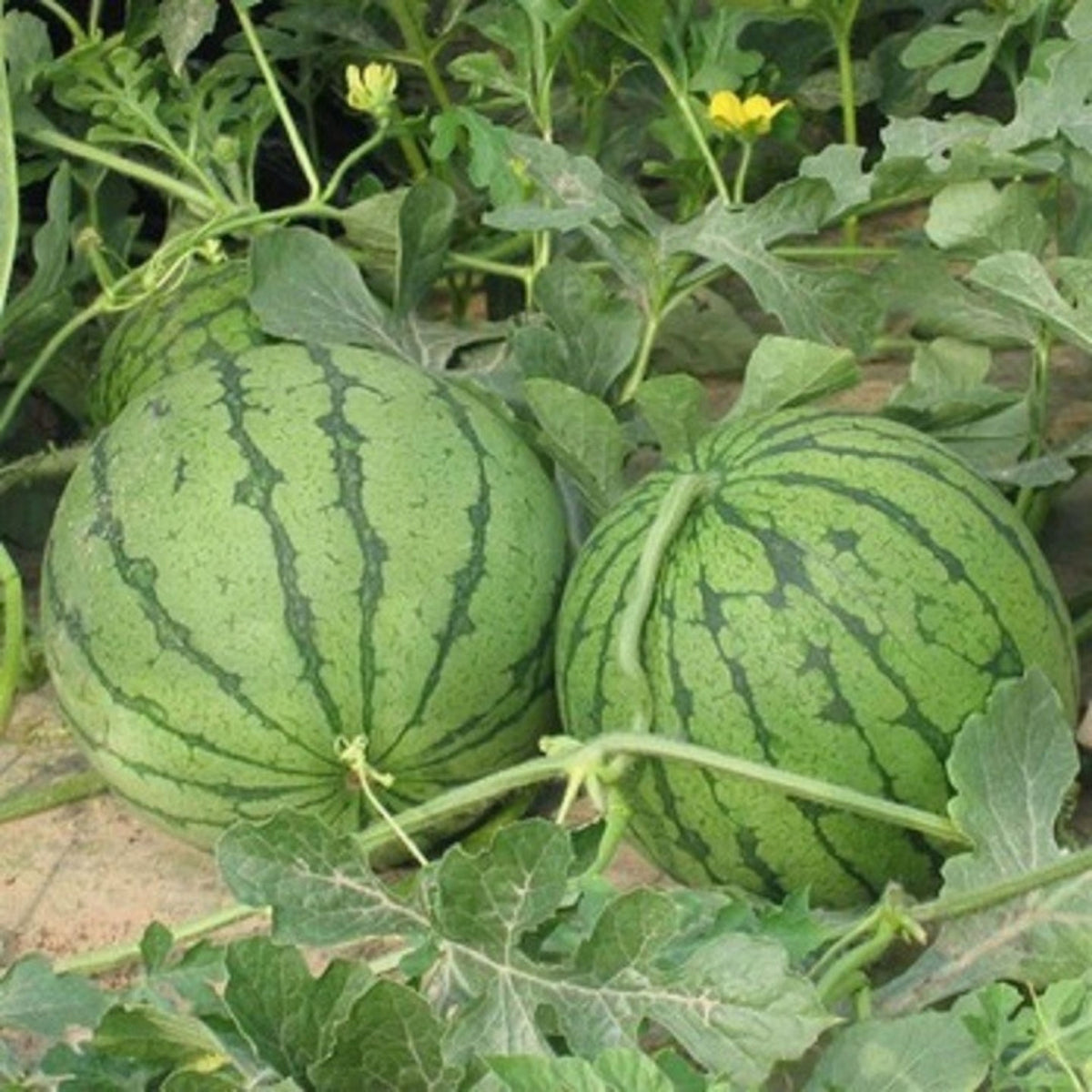 25 Seeds| Crimson Sweet Watermelon Seeds – Heirloom, Non-GMO, Large Round Melons, Sweet Juicy Red Flesh, Striped Green Rind, High Yield, Heat Tolerant, Easy to Grow Summer Garden Fruit for Fresh Eating & Juicing#6031