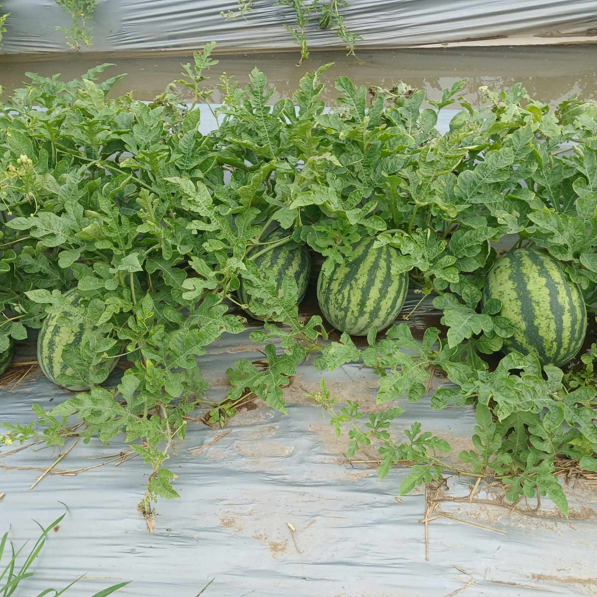 25 Seeds| Crimson Sweet Watermelon Seeds – Heirloom, Non-GMO, Large Round Melons, Sweet Juicy Red Flesh, Striped Green Rind, High Yield, Heat Tolerant, Easy to Grow Summer Garden Fruit for Fresh Eating & Juicing#6031