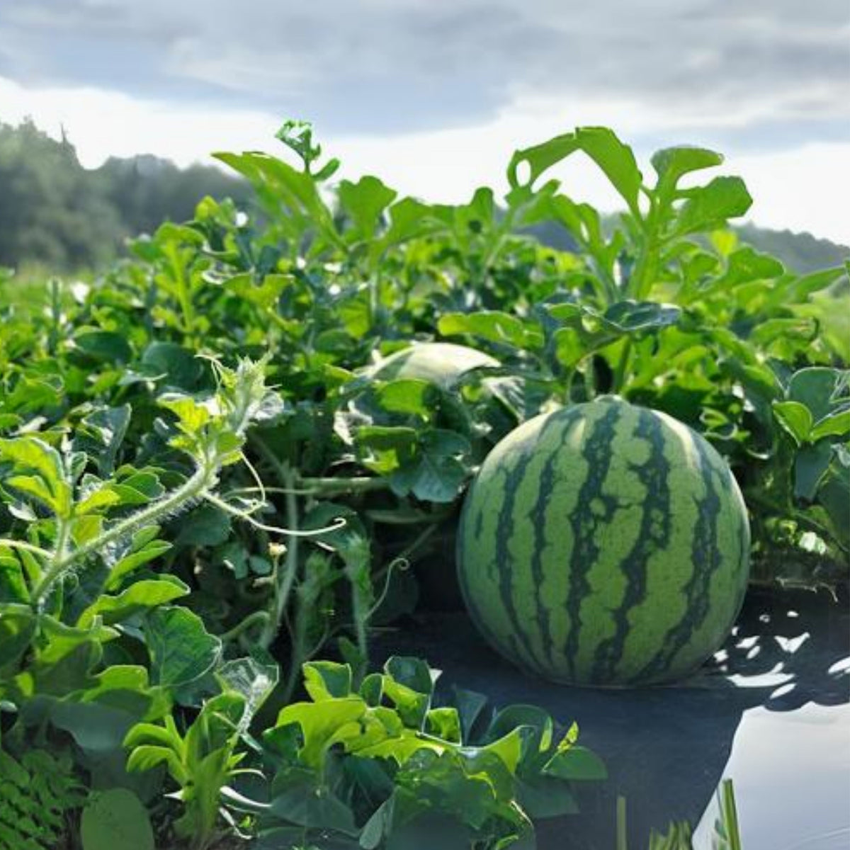 25 Seeds| Crimson Sweet Watermelon Seeds – Heirloom, Non-GMO, Large Round Melons, Sweet Juicy Red Flesh, Striped Green Rind, High Yield, Heat Tolerant, Easy to Grow Summer Garden Fruit for Fresh Eating & Juicing#6031