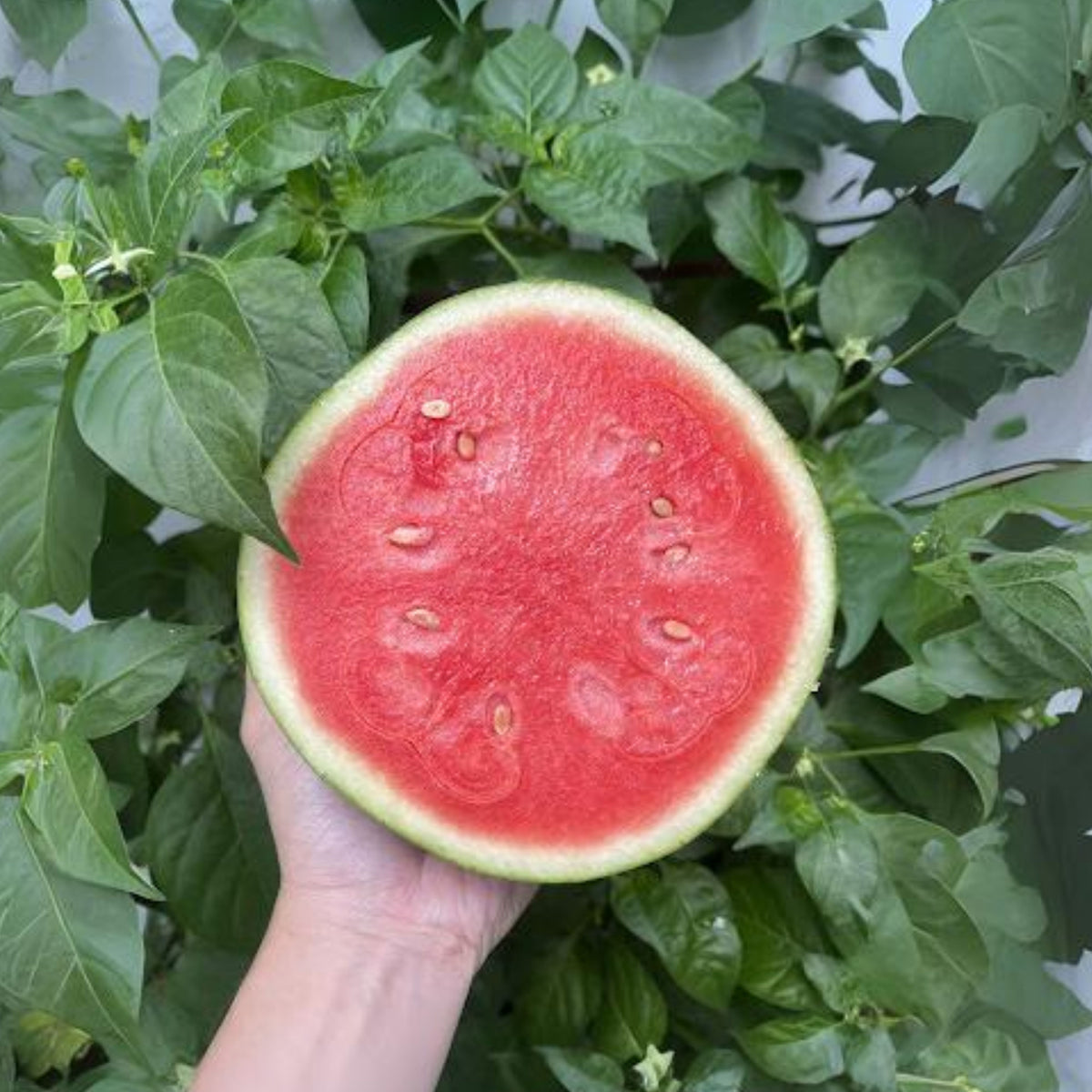 25 Seeds| Crimson Sweet Watermelon Seeds – Heirloom, Non-GMO, Large Round Melons, Sweet Juicy Red Flesh, Striped Green Rind, High Yield, Heat Tolerant, Easy to Grow Summer Garden Fruit for Fresh Eating & Juicing#6031