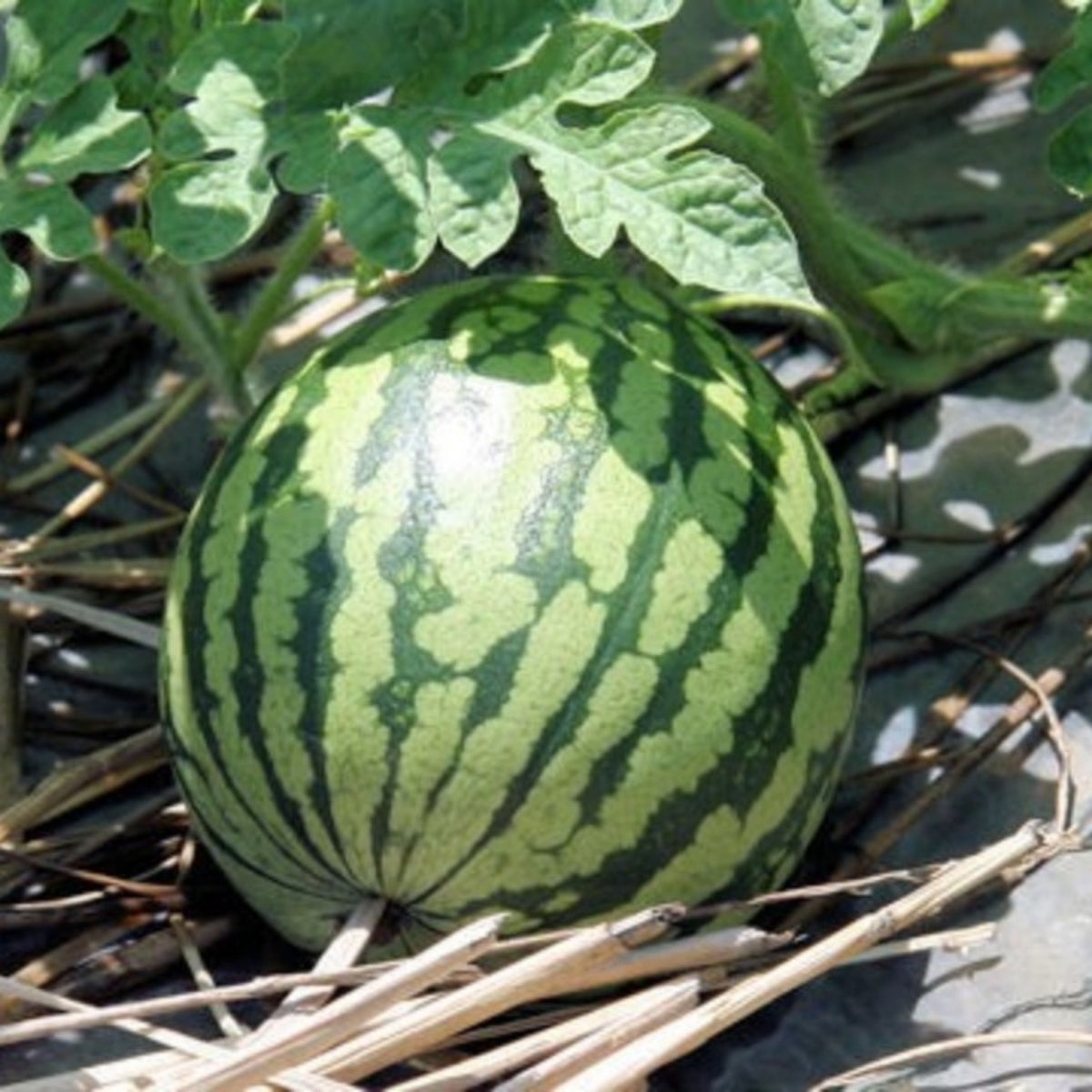 25 Seeds| Crimson Sweet Watermelon Seeds – Heirloom, Non-GMO, Large Round Melons, Sweet Juicy Red Flesh, Striped Green Rind, High Yield, Heat Tolerant, Easy to Grow Summer Garden Fruit for Fresh Eating & Juicing#6031