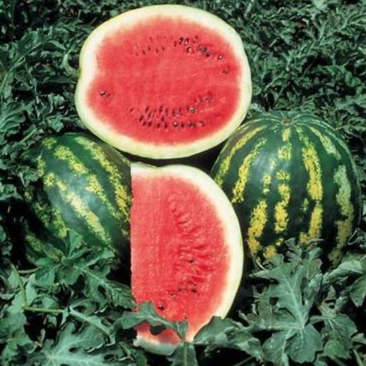 25 Seeds| Crimson Sweet Watermelon Seeds – Heirloom, Non-GMO, Large Round Melons, Sweet Juicy Red Flesh, Striped Green Rind, High Yield, Heat Tolerant, Easy to Grow Summer Garden Fruit for Fresh Eating & Juicing#6031