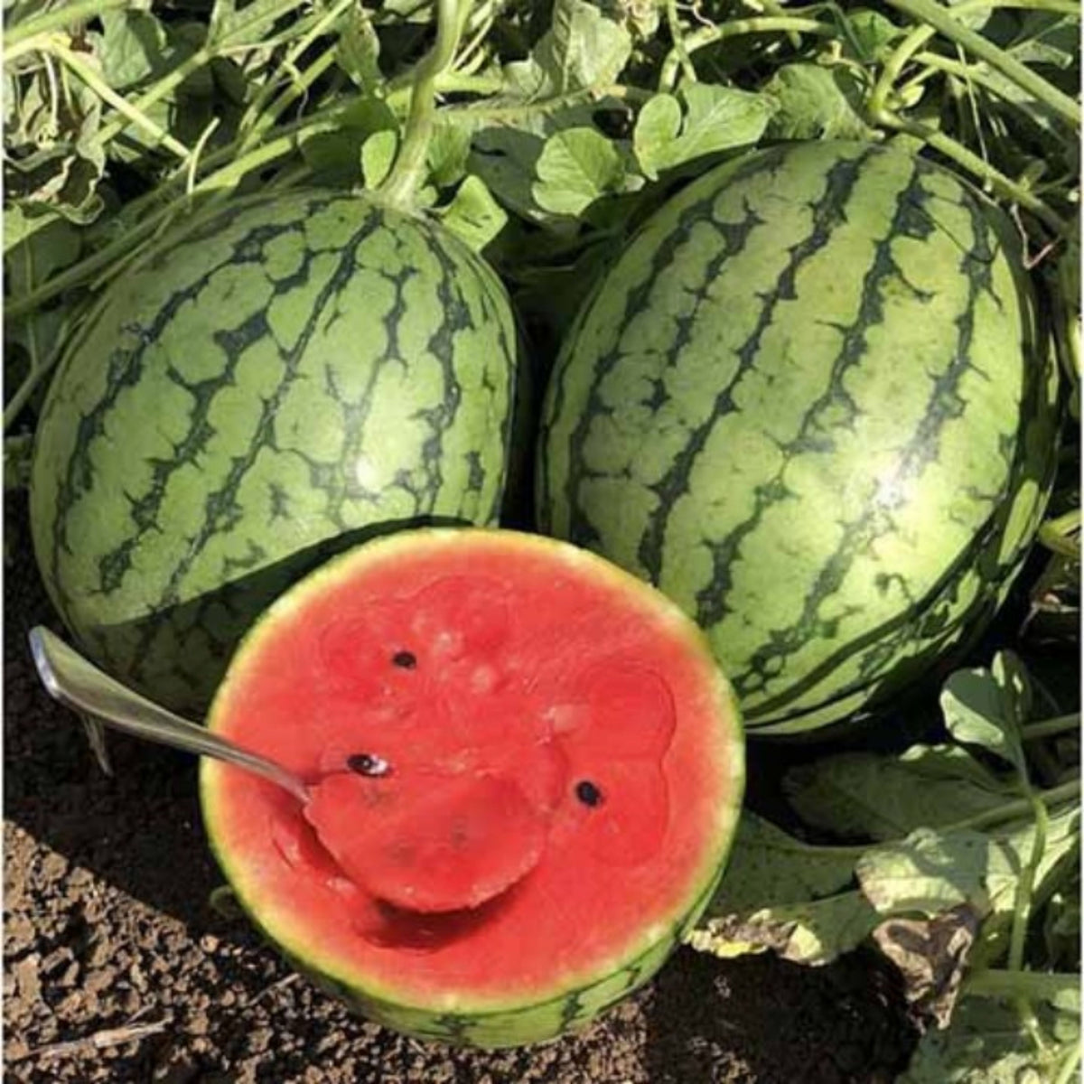 25 Seeds| Crimson Sweet Watermelon Seeds – Heirloom, Non-GMO, Large Round Melons, Sweet Juicy Red Flesh, Striped Green Rind, High Yield, Heat Tolerant, Easy to Grow Summer Garden Fruit for Fresh Eating & Juicing#6031
